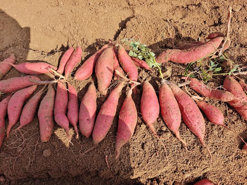 红薯西瓜红丘陵沙地红薯地窖储存供应电商超市市场一手货源
