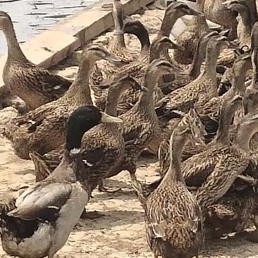 江苏野鸭，常期供应见蛋母野鸭，基地直供，欢迎来电