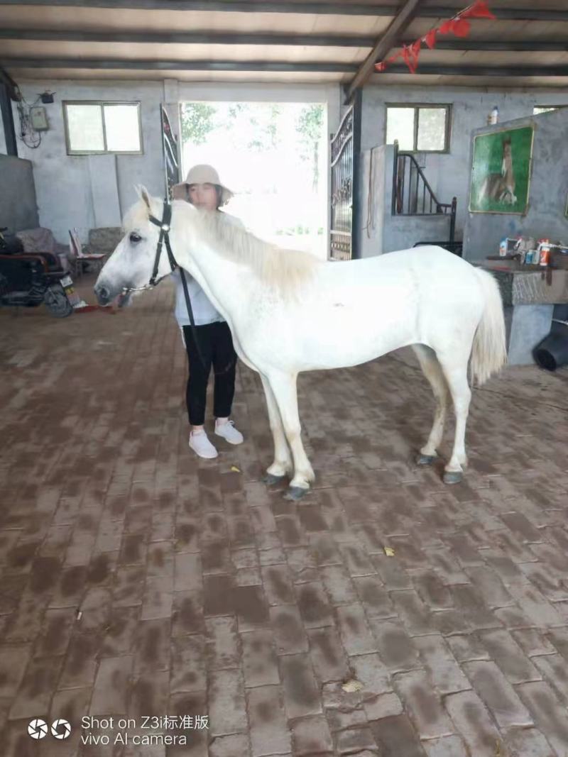 矮马国产德宝矮马进口设特兰矮马适应于老人和孩子骑