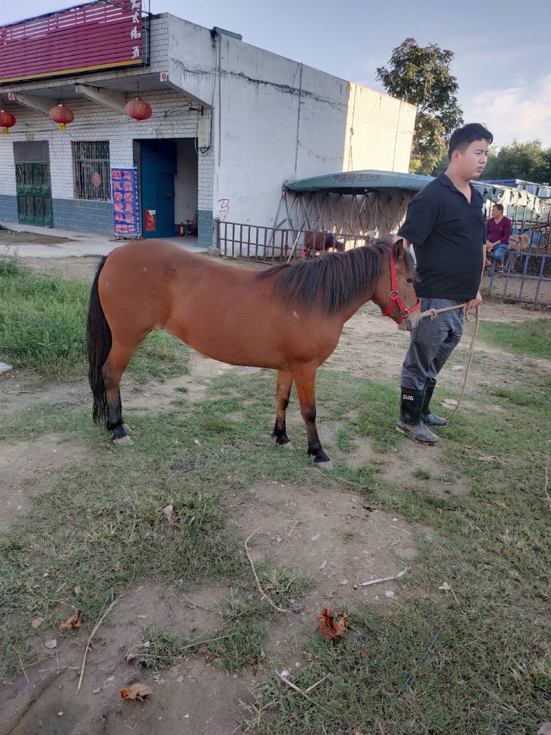 矮马国产德宝矮马进口设特兰矮马适应于老人和孩子骑