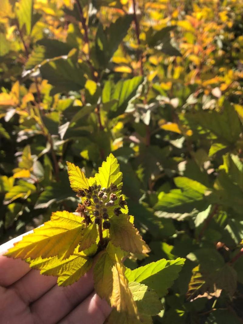 紫叶风箱果树金叶风箱果树辽宁绿化苗木规格齐全量大