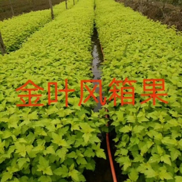 辽宁苗圃出售金叶风箱果紫叶风箱果园林绿化苗木