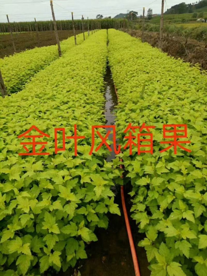 辽宁苗圃出售金叶风箱果紫叶风箱果园林绿化苗木