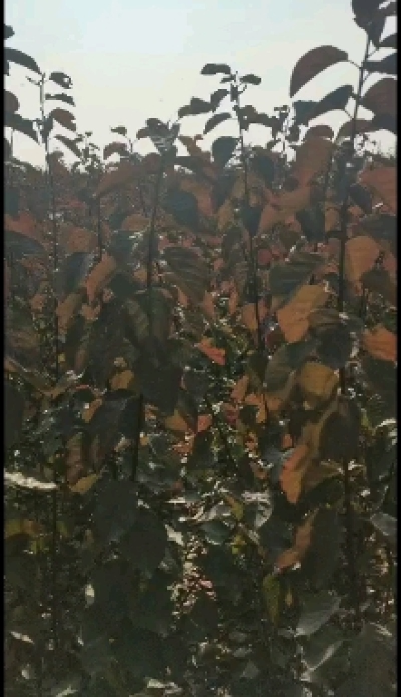 美人梅，梅花河南鄢陵货源，一手货源无中介。