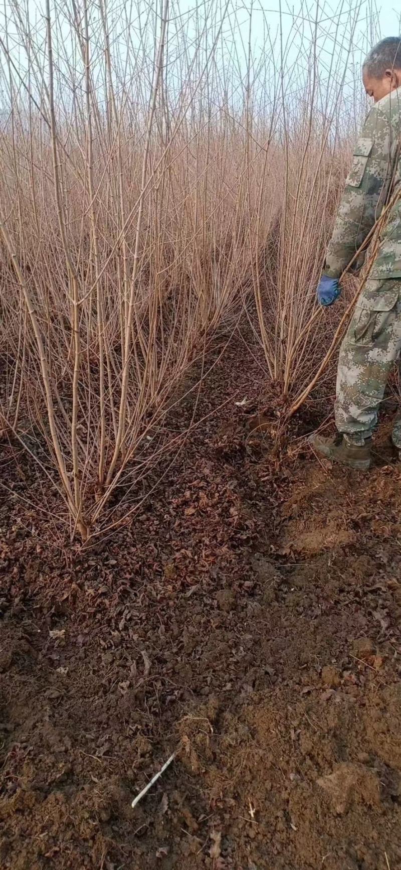 辽宁三角枫堆茶条槭园林绿化苗木规格齐全量大优惠