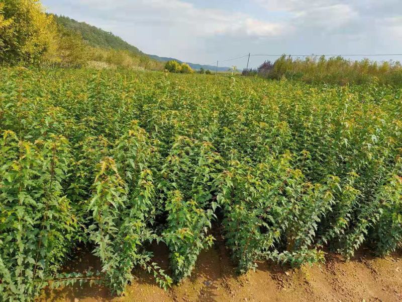 辽宁三角枫堆茶条槭园林绿化苗木规格齐全量大优惠