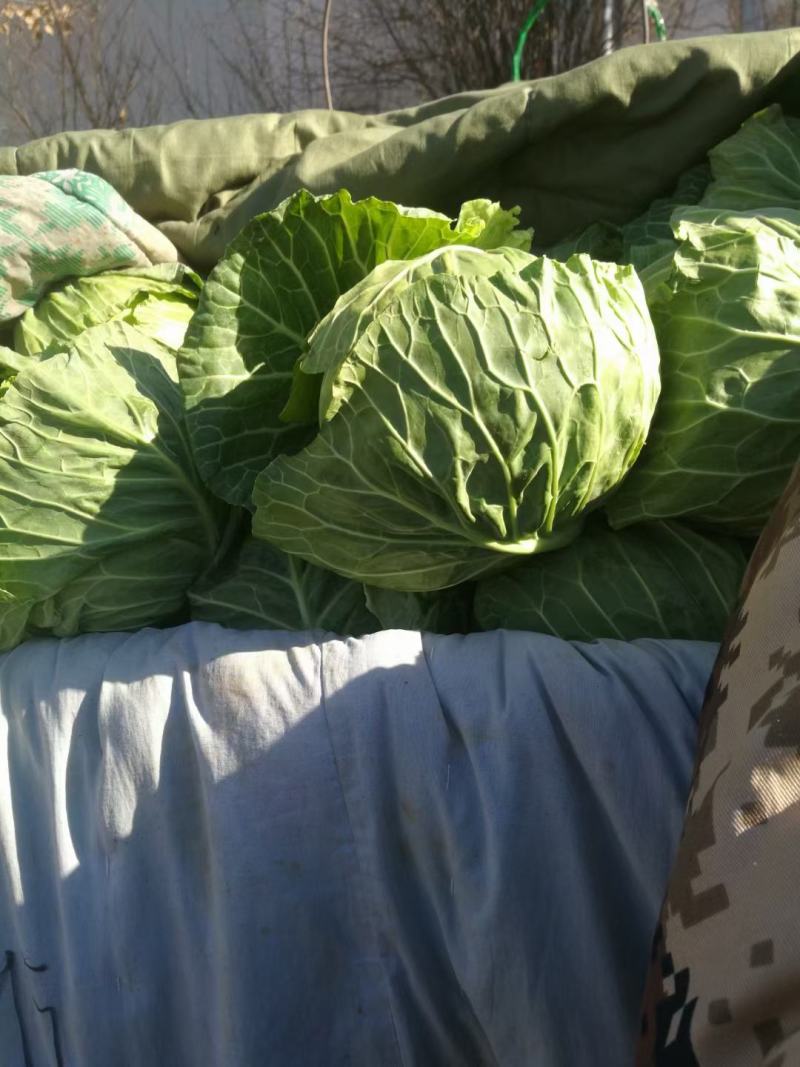 推荐精品甘蓝，产地直发宣菜一手货源上市中，大量供应