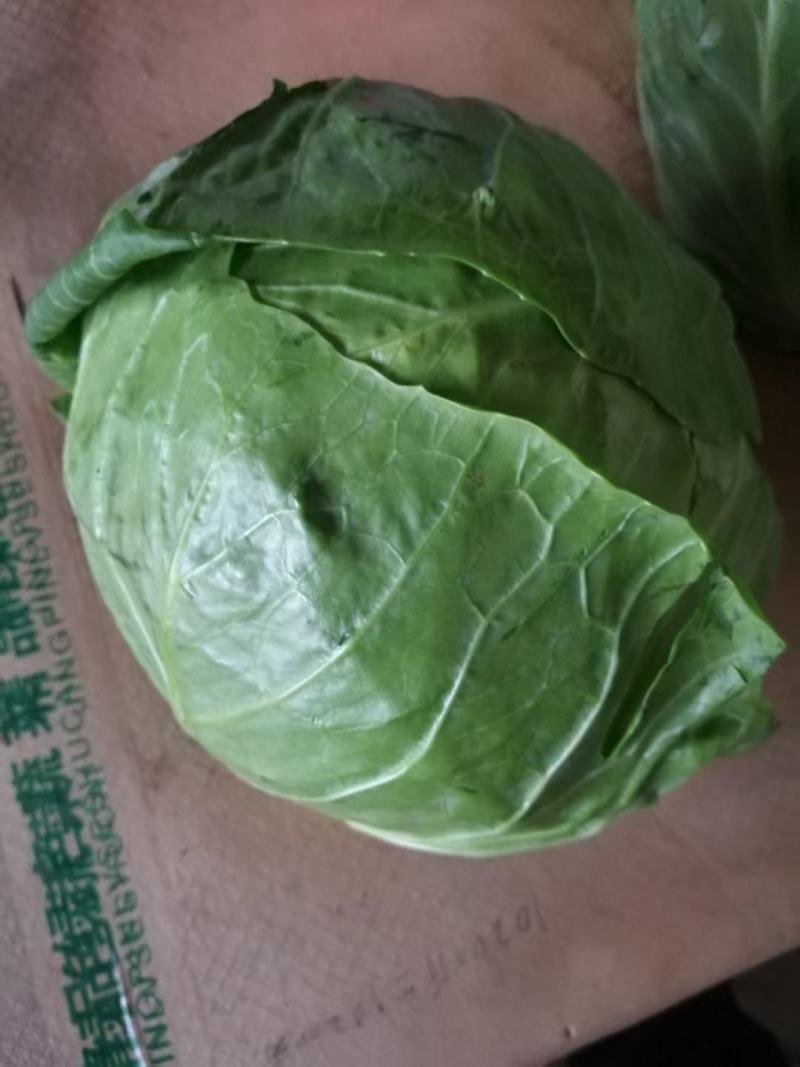推荐精品甘蓝，产地直发宣菜一手货源上市中，大量供应