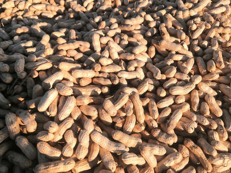 吉林省洮南本地四粒红色选果花生，质量保证，价格优惠