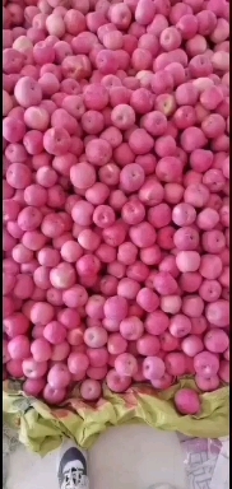 高次果
