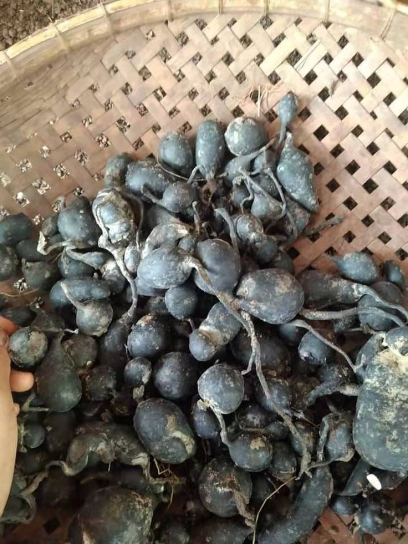 【包邮】野生乌灵参，足干货，一手货源，香味极浓
