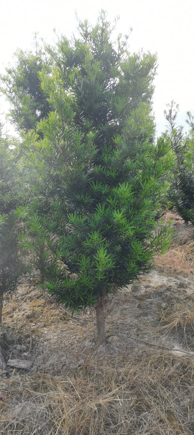 5公分罗汉松，中叶罗汉松，罗汉松批发价格，基地主营品种
