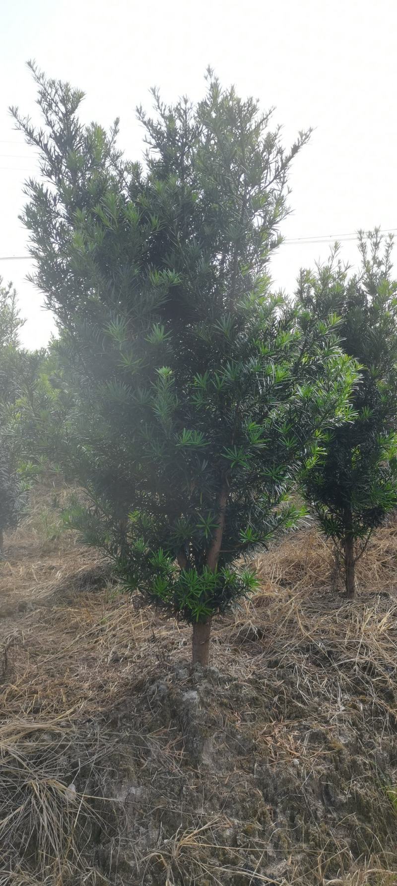 5公分罗汉松，中叶罗汉松，罗汉松批发价格，基地主营品种
