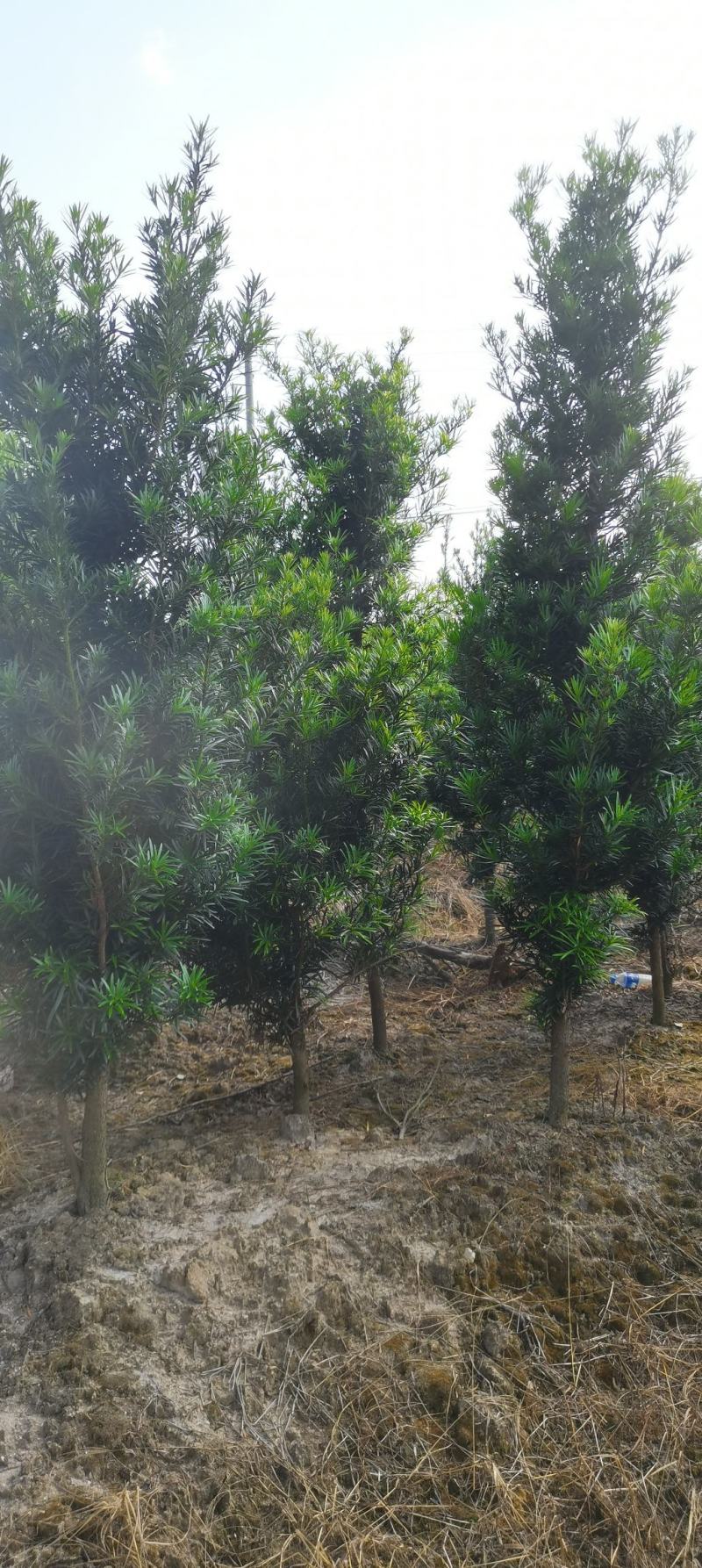 5公分罗汉松，中叶罗汉松，罗汉松批发价格，基地主营品种