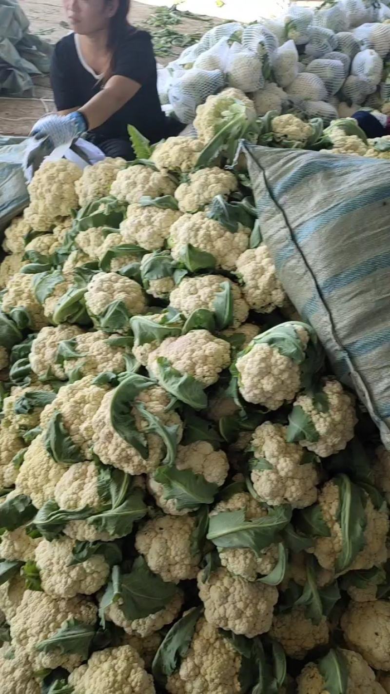 山东聊城有机花。菜花。白面青梗，产地直发。质量保证。