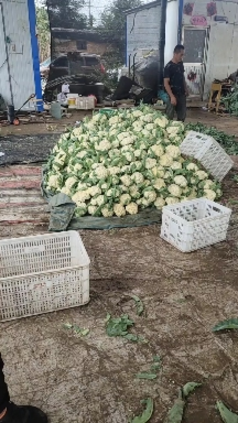 山东聊城有机菜花。白面青梗，有机花菜产地直发。质量保证。