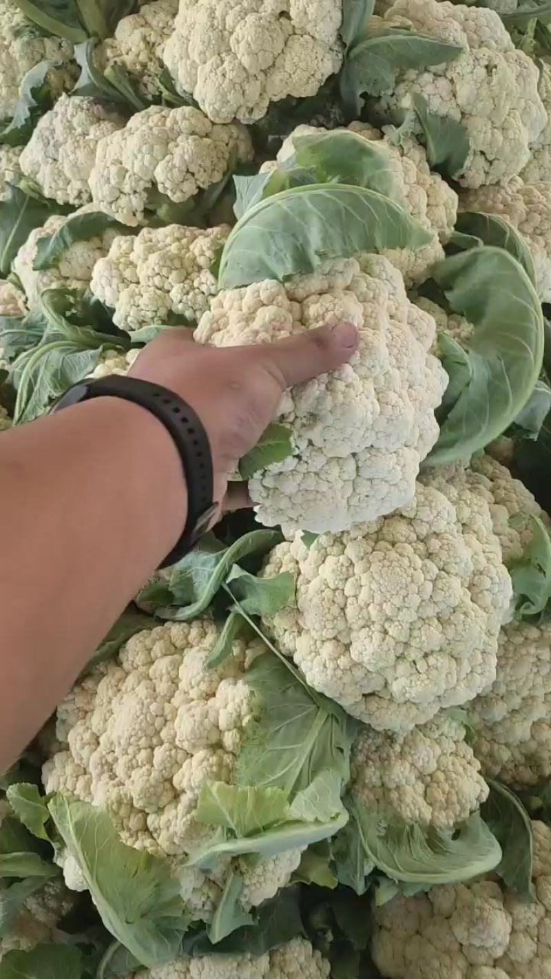 山东聊城有机菜花。白面青梗，有机花菜产地直发。质量保证。