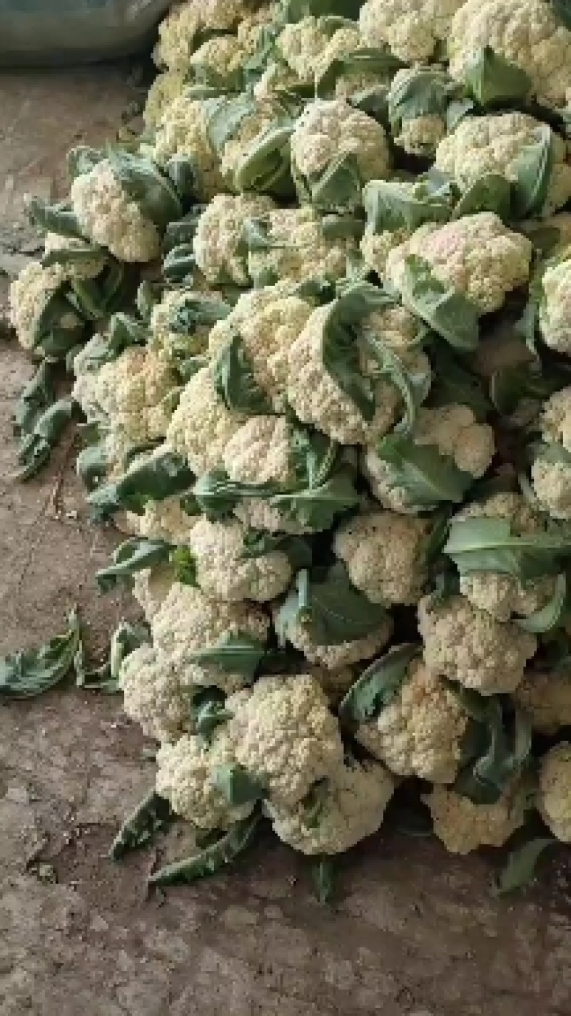 山东聊城有机菜花。白面青梗，有机花菜产地直发。质量保证。