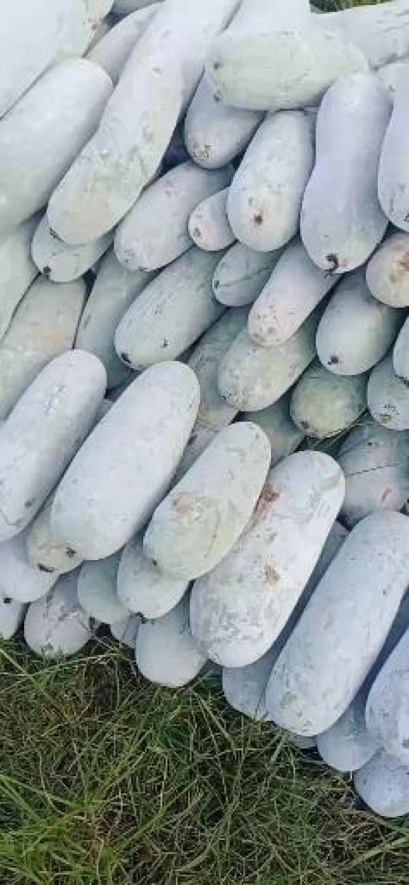 翁源县吊冬瓜
