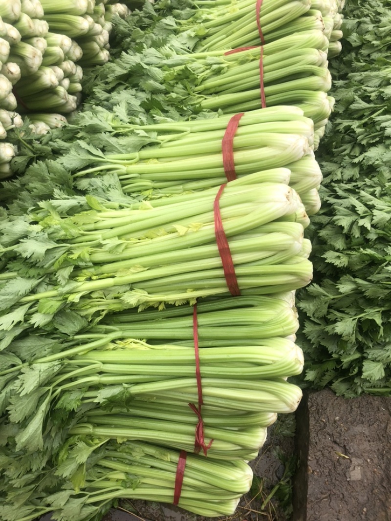 陕西三原芹菜大量上市中