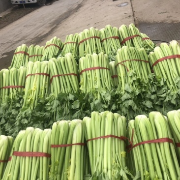 陕西三原芹菜大量上市中