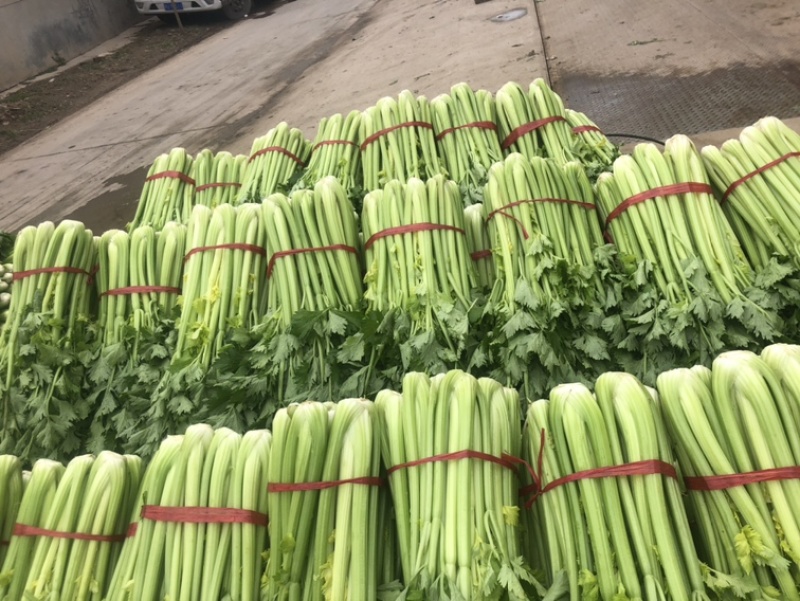 陕西三原芹菜大量上市中