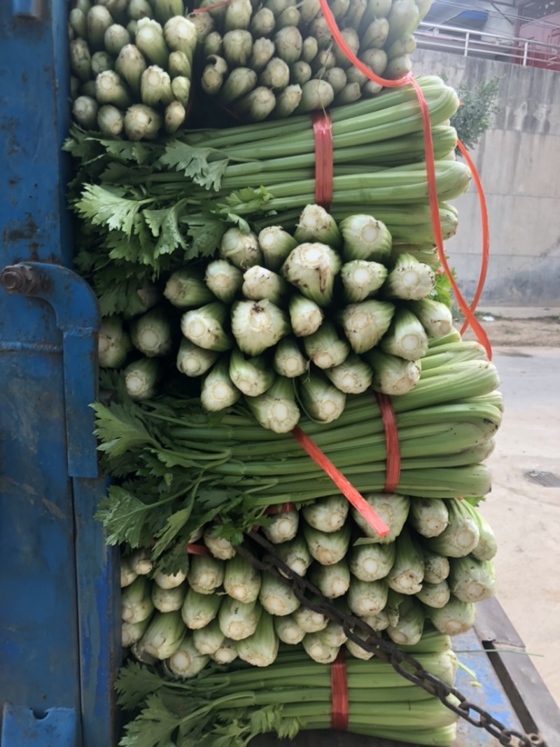 陕西三原芹菜大量上市中