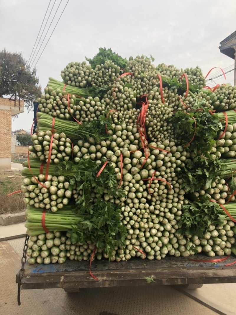 陕西三原芹菜大量上市中