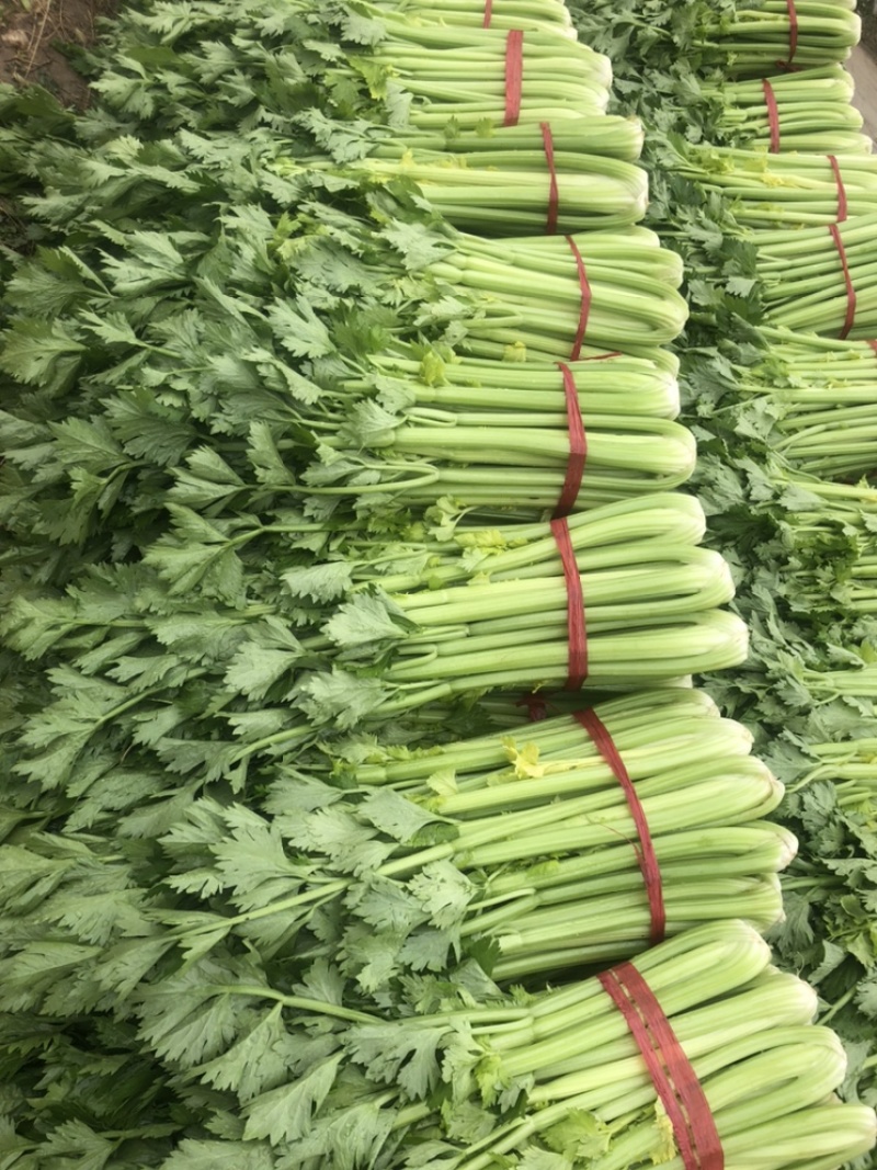 陕西三原芹菜大量上市中