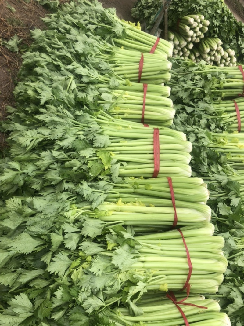 陕西三原芹菜大量上市中