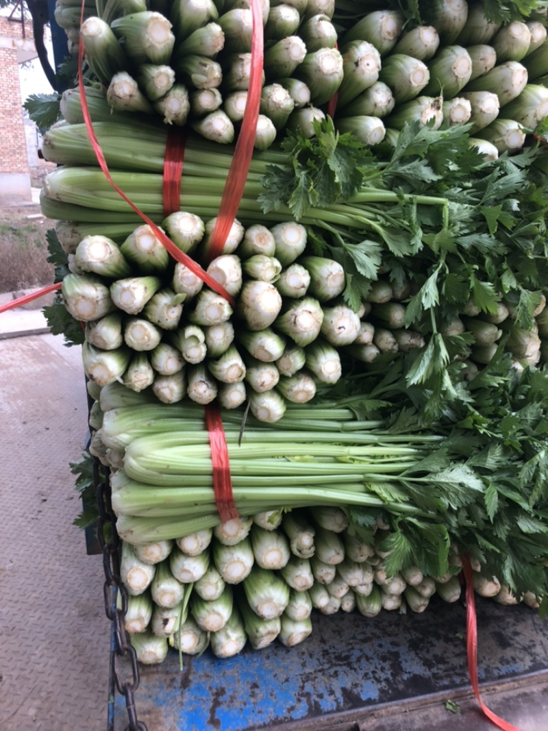 陕西三原芹菜大量上市中