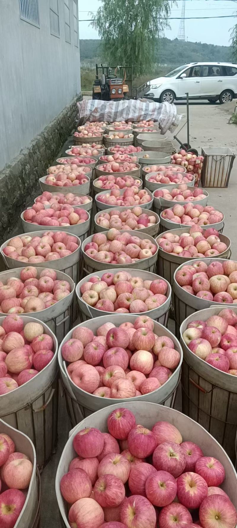 栖霞苹果红富士苹果大量上市，苹果甘甜爽口多汁。个大