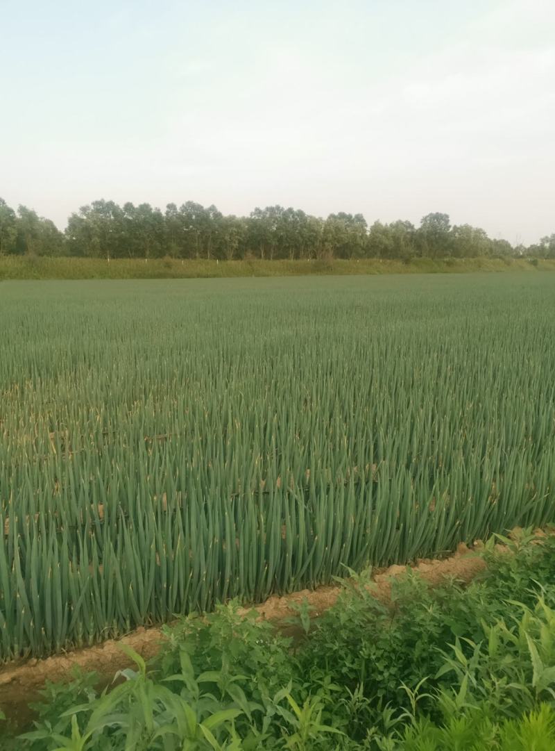 庄河铁杆大葱，脖长40，粗细2公分，粗细均匀，自家大葱