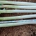 庄河铁杆大葱，脖长40，粗细2公分，粗细均匀，自家大葱