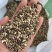 墨西哥玉米草种子高产青饲料养羊牛鱼鸡牧草