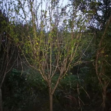 木槿
