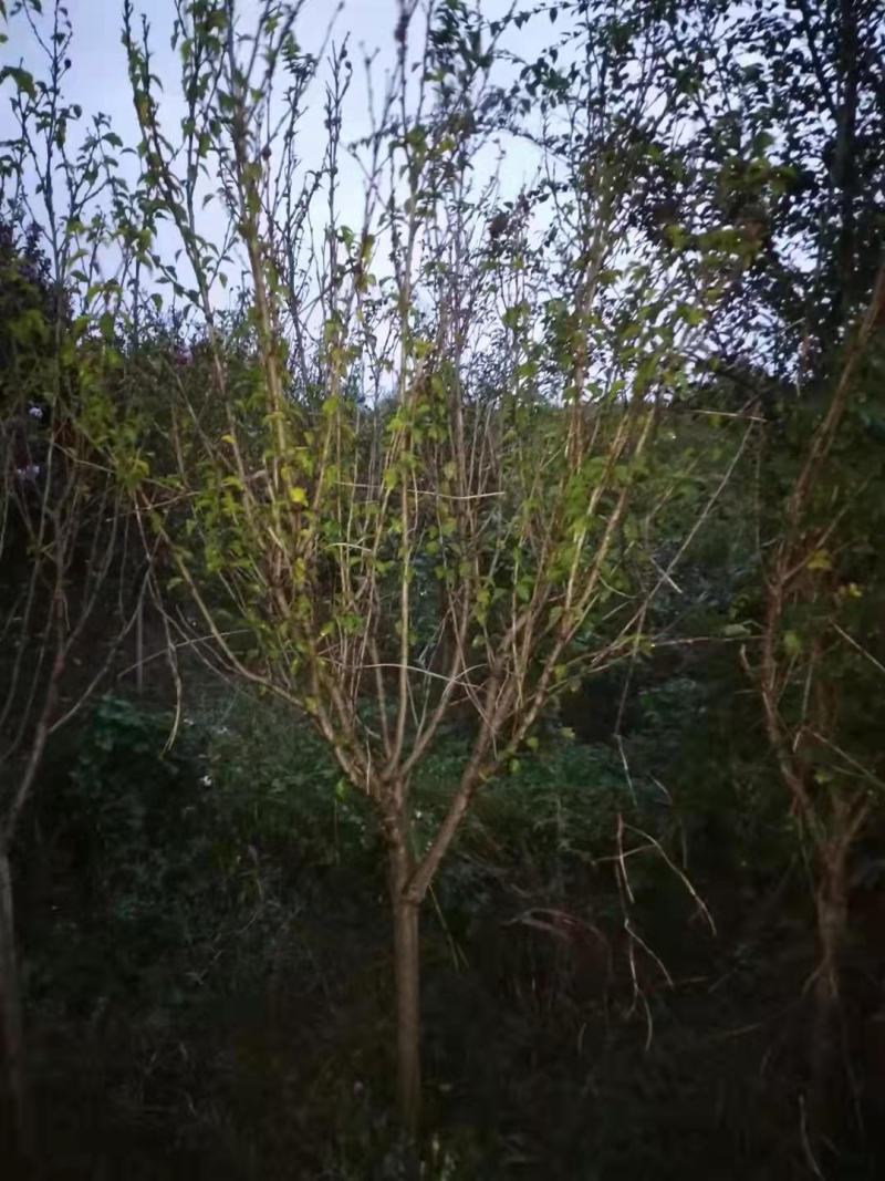 木槿