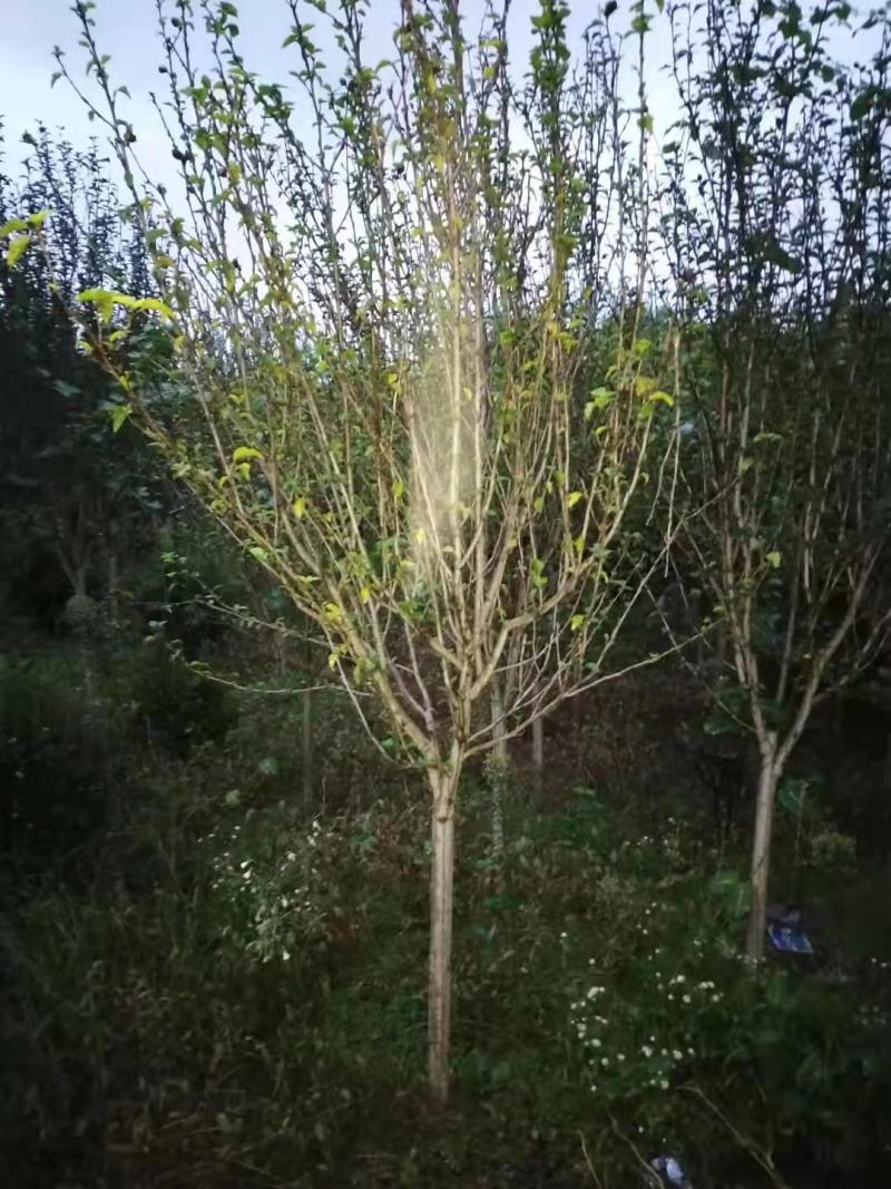 木槿
