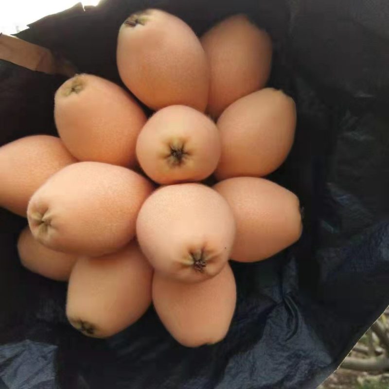 攀枝花米易枇杷，果甜肉厚。欢迎各位老板来收购