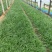 麦冬大量出售麦冬基地直销价格便宜，有数量有质量支持视频看
