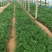 麦冬大量出售麦冬基地直销价格便宜，有数量有质量支持视频看