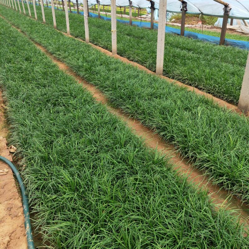 麦冬大量出售麦冬基地直销价格便宜，有数量有质量支持视频看