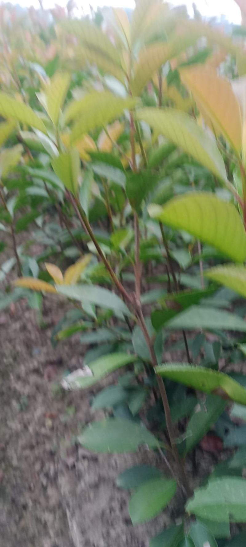 绿化苗木