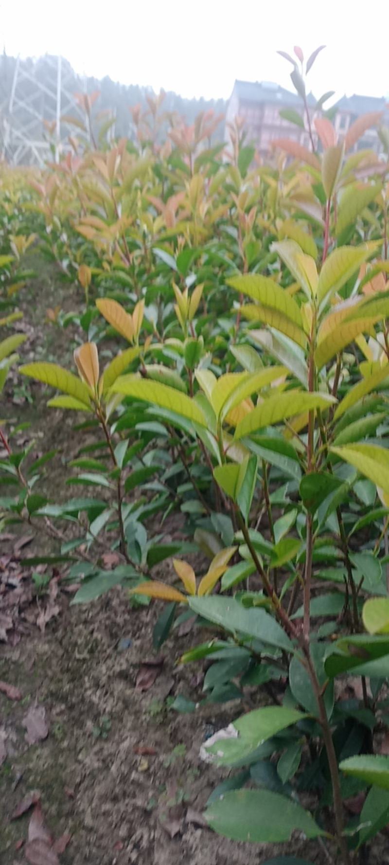 绿化苗木