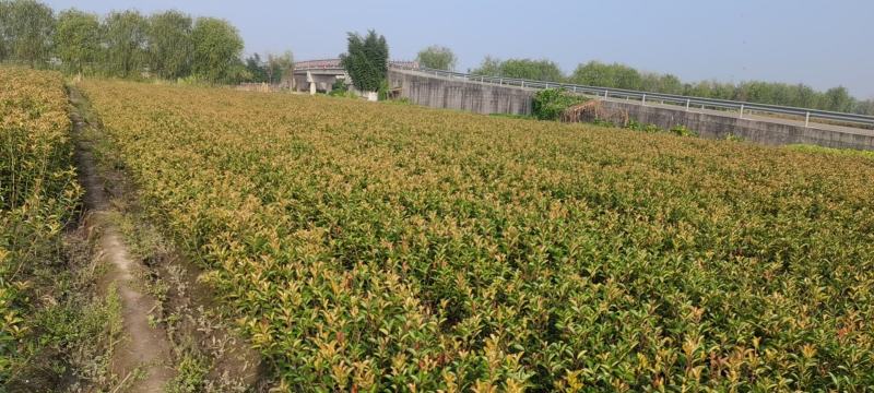 绿化苗木