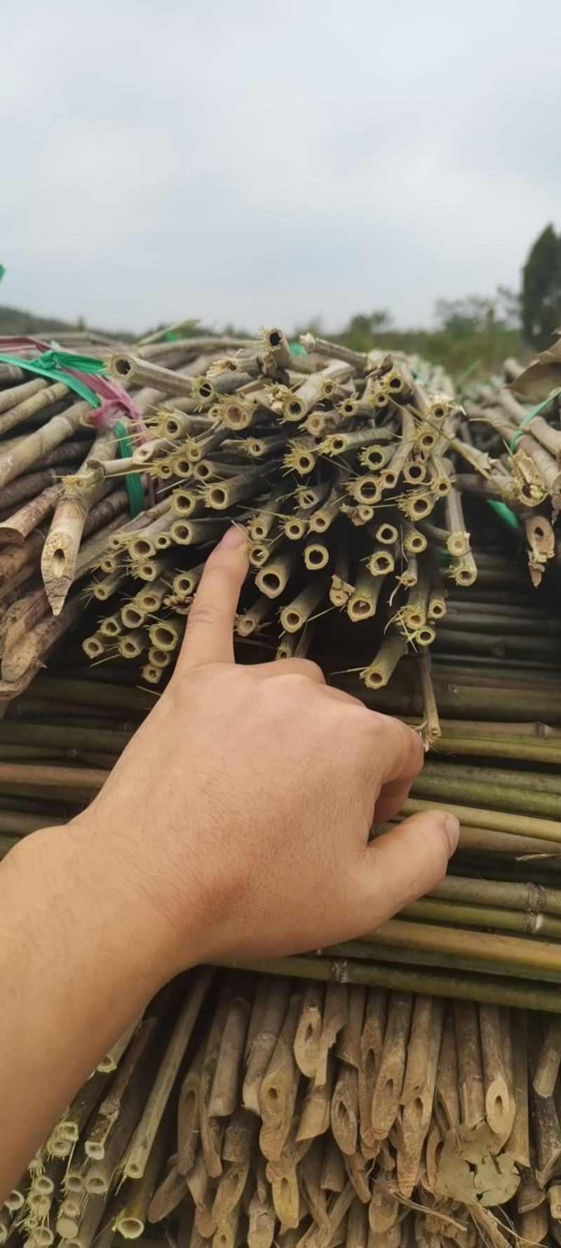 竹子