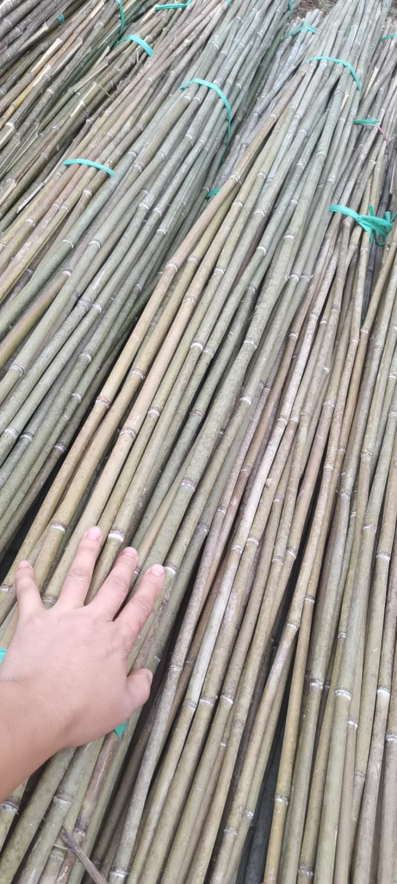 竹子