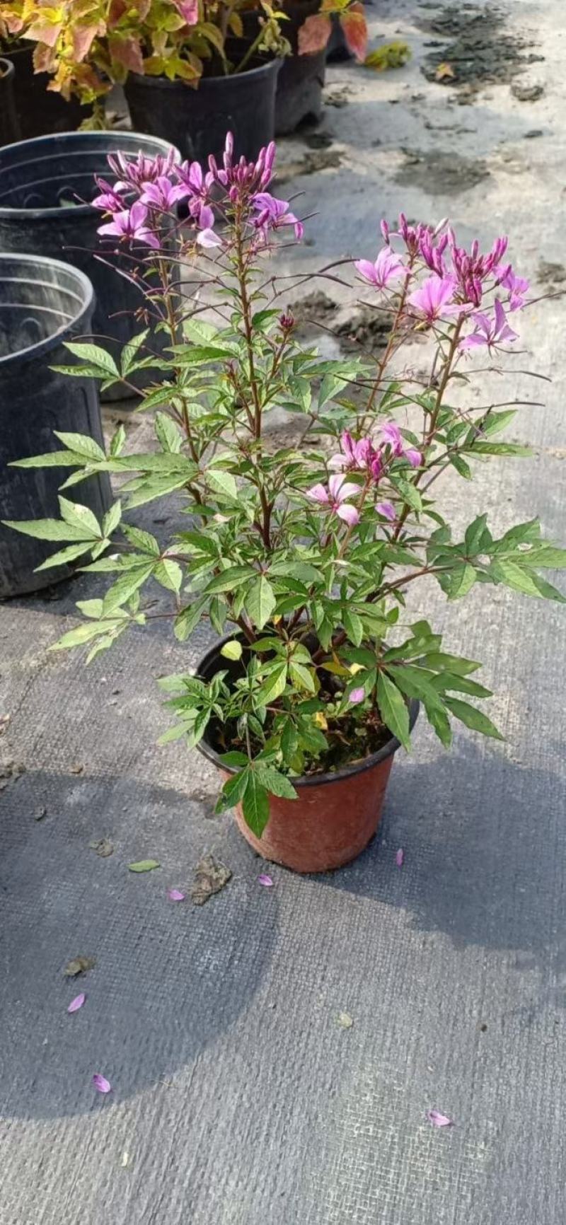 醉蝶花，自产自销，自家基地，保质保量，欢迎来电咨询