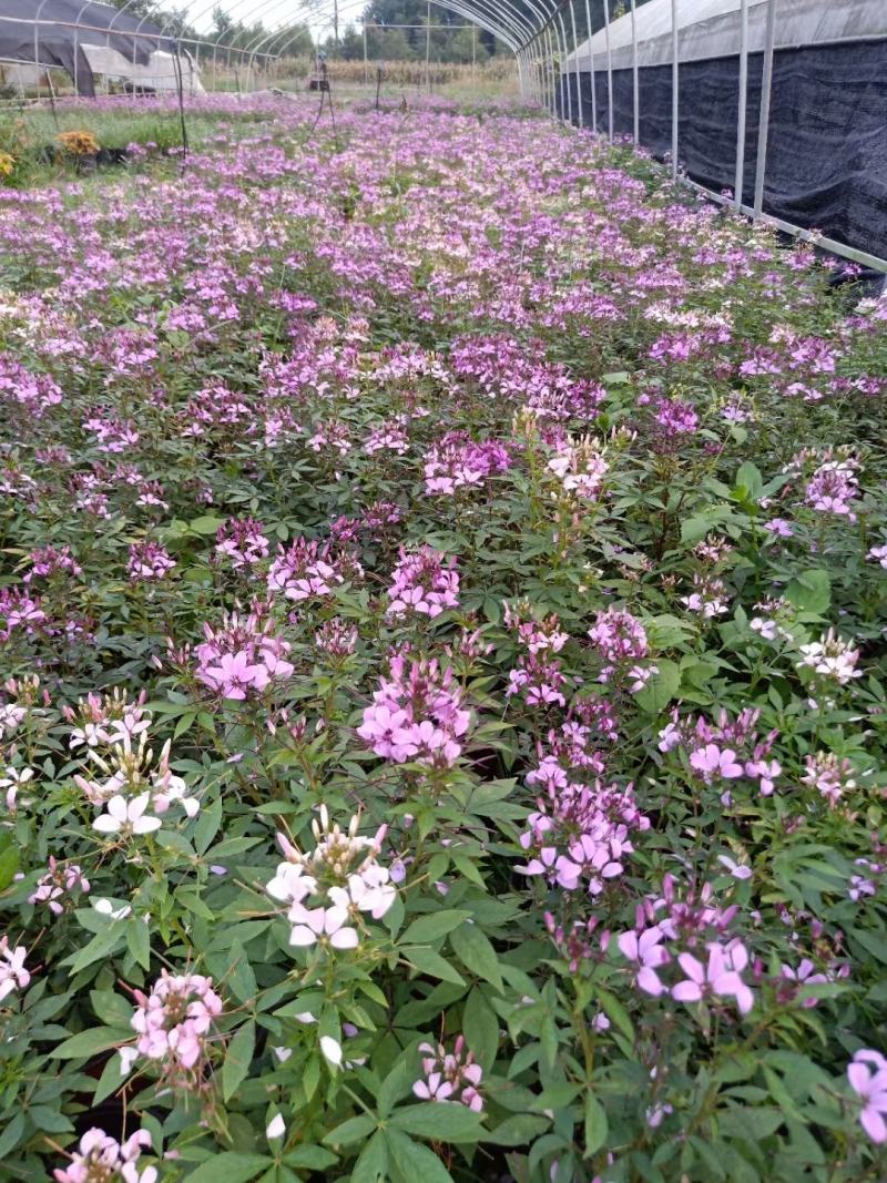 醉蝶花，自产自销，自家基地，保质保量，欢迎来电咨询