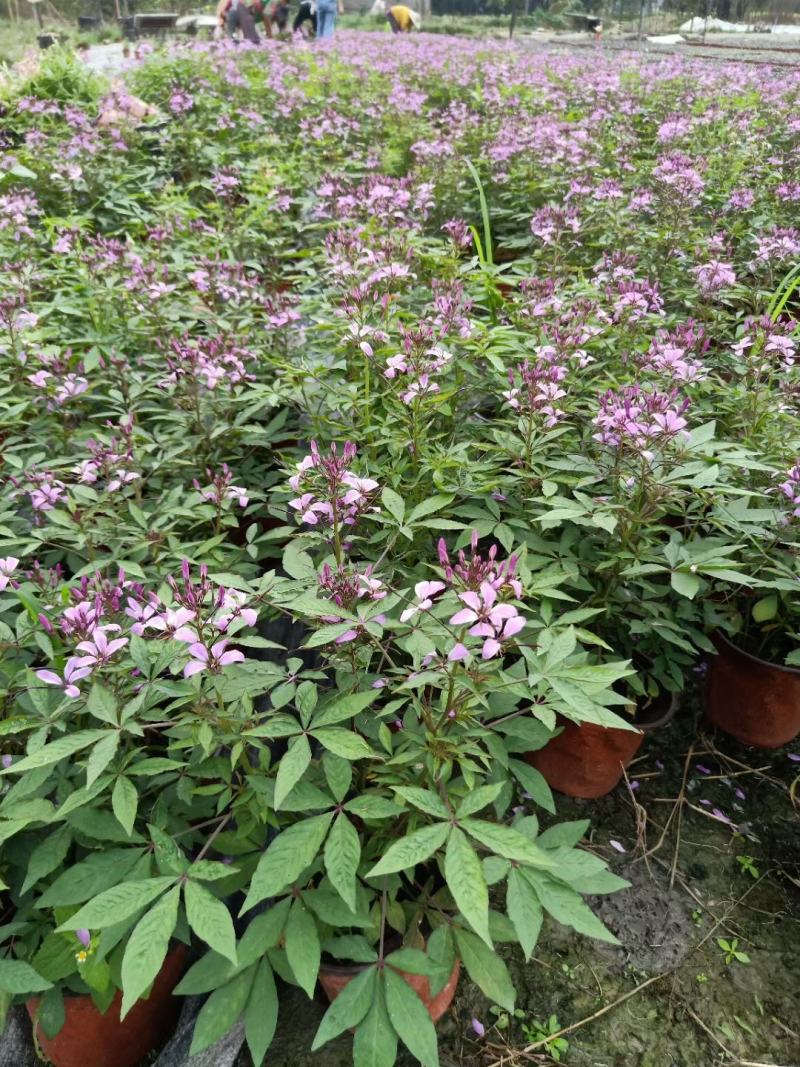 醉蝶花，自产自销，自家基地，保质保量，欢迎来电咨询